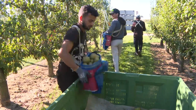 "Belgische zomer" zorgt voor hoogste productie peren ooit