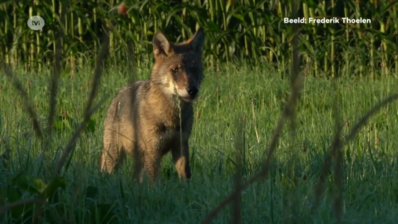 Zo zag u de Limburgse wolf nog nooit: bioloog Frederik Thoelen maakt unieke beelden