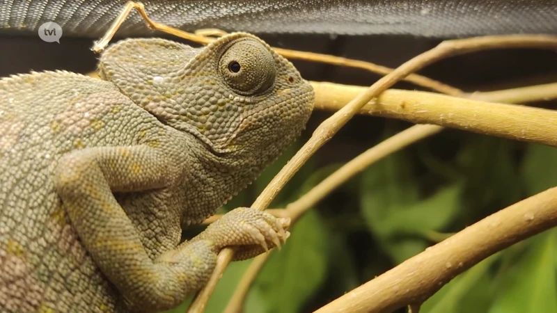 Toeristen smokkelen twee kameleons vanuit Marokko ons land binnen