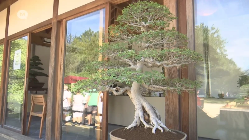 Liefhebbers kijken ogen uit tijdens Bonsai Festival in Japanse Tuin