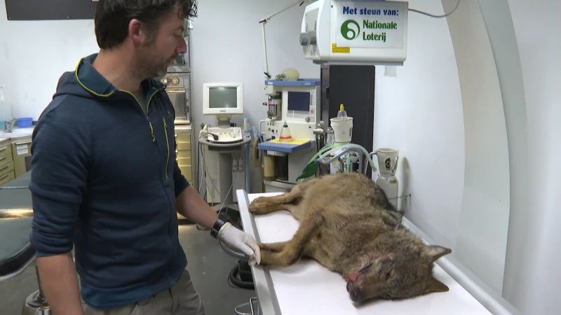 Wolf doodgereden op de Grote Baan in Houthalen-Helchteren