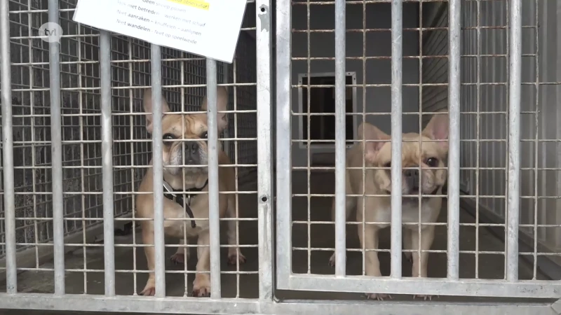 Dierenasielen vol met gedumpte dieren uit het buitenland