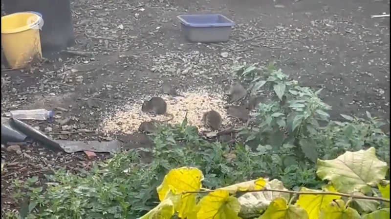 In Sint-Truiden leidt een rattenplaag tot een burenruzie aan de Luikersteenweg