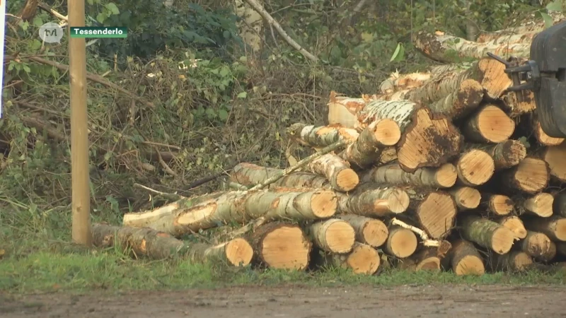 Ondanks buurtprotest toch gestart met bomenkap Kolmenveld Tessenderlo