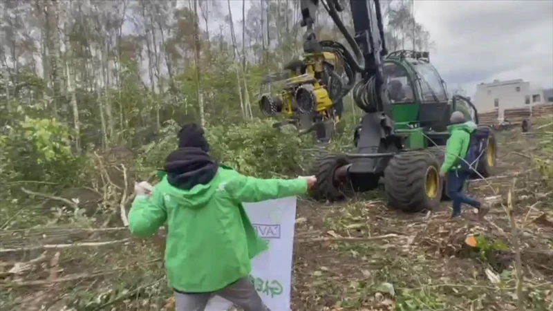 Buurtbewoners spannen nieuwe procedure aan nadat bomen in Tessenderlo gekapt zijn