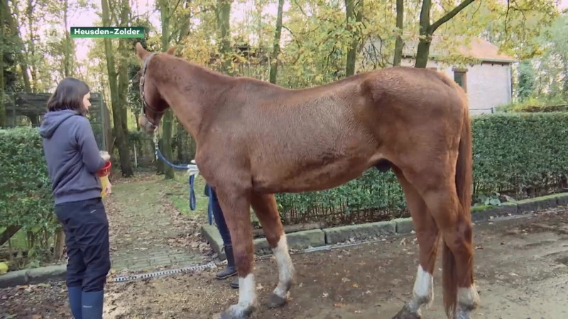 Opnieuw verwaarloosd paard in beslag genomen