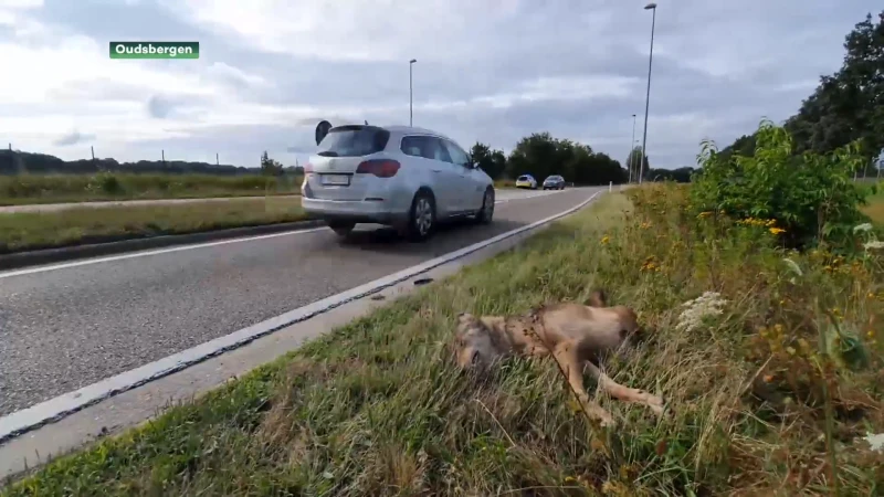 Welkom wolf stapt desnoods naar rechtbank om snelheidslimiet voor overstekende wolven af te dwingen