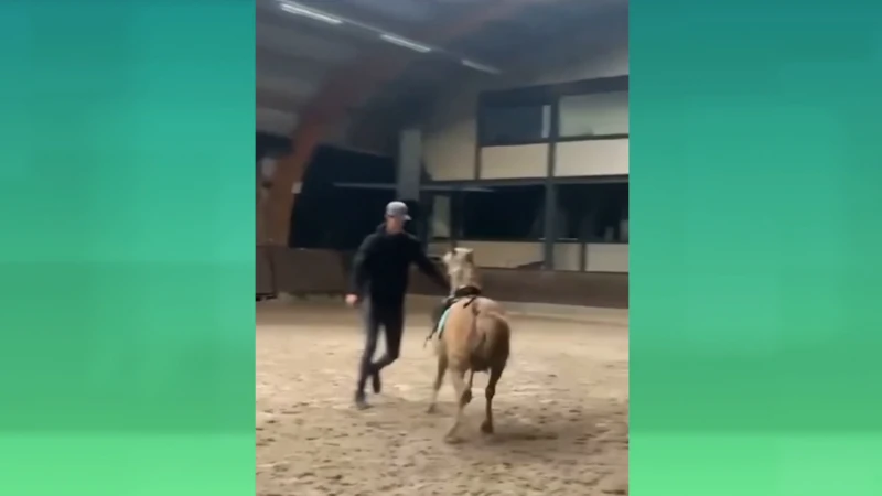 Parket opent onderzoek naar mishandeling Peerse pony