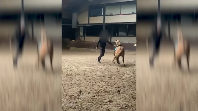 Stad Peer gaat concessie opzeggen van manege waar pony werd mishandeld