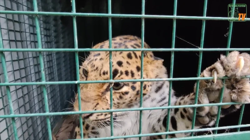 Luipaarden Natuurhulpcentrum verhuizen naar Zuid-Afrika