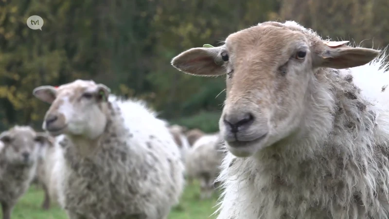 300 schapen trekken van Riemst naar Voeren
