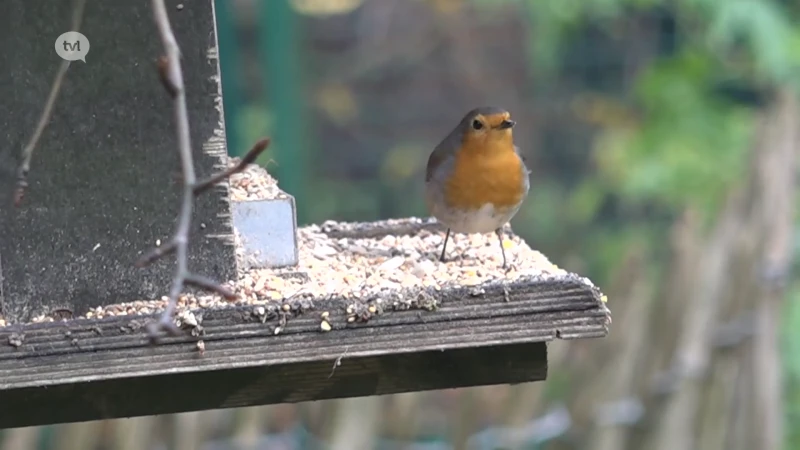 Daar is de winter: tijd om vogels in je tuin bij te voederen