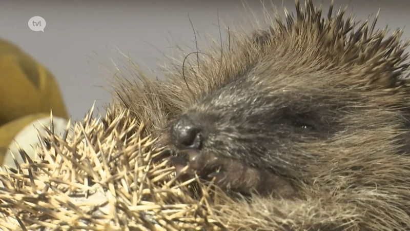 Natuurhulpcentrum overstelpt met egels