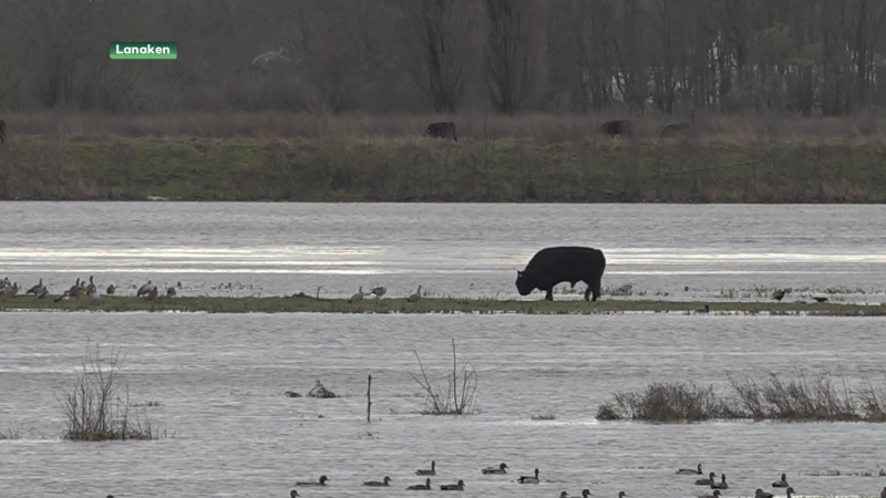 Stier zorgt voor steeds meer ongerustheid bij buurtbewoners