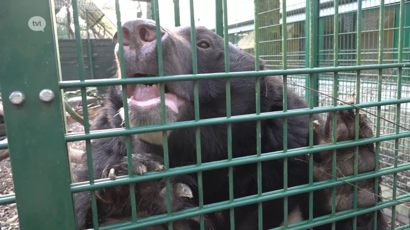 Natuurhulpcentrum haalde afgelopen jaar 10.382 dieren op