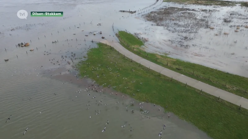 Maas in Dilsen-Stokkem kan hoeveelheid water aan door winterbedding
