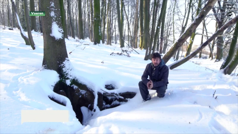 Unieke beelden van dassen op zoek naar voedsel in de sneeuw in de Voerstreek