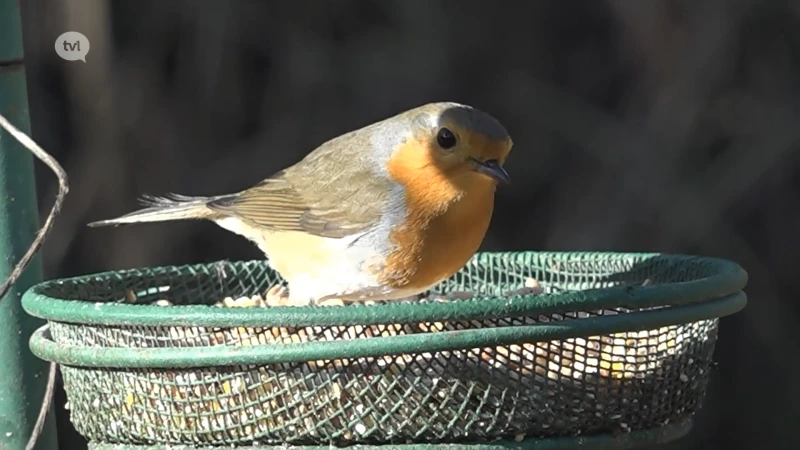 Kinderwandeling in Natuurgebied Hageven tijdens Vogeltelweekend