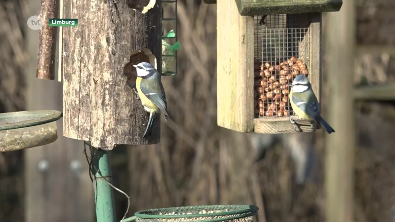 Limburgse tuinen tellen de meeste vogels