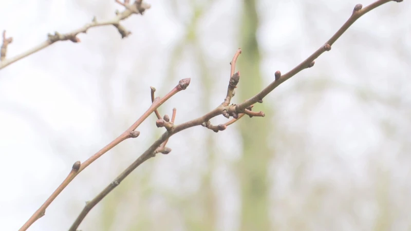 Recordtemperaturen in februari