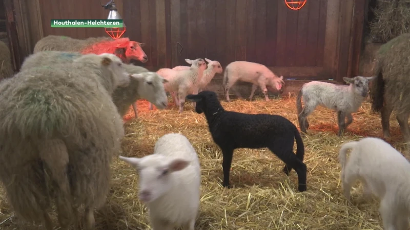 Hengelhoef verwelkomt 70-tal lammetjes