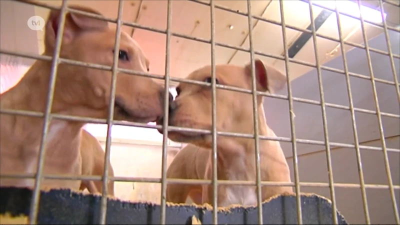 Onderkoelde en zieke honden: Het Hezehof verliest erkenning na meerdere overtredingen