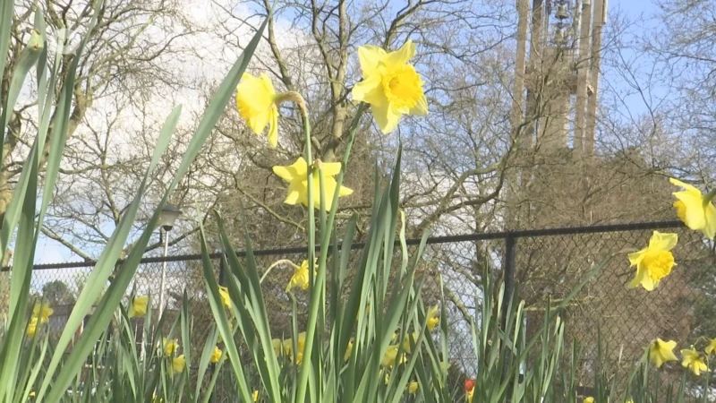 Gebrek aan variatie planten in tuinen is bedreiging voor de biodiversiteit