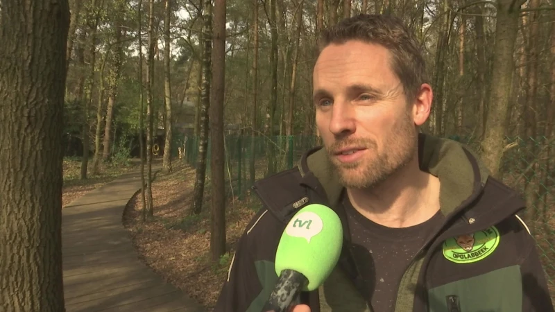 Natuurhulpcentrum over kat in boom: "Geen onnodige stress bezorgen"