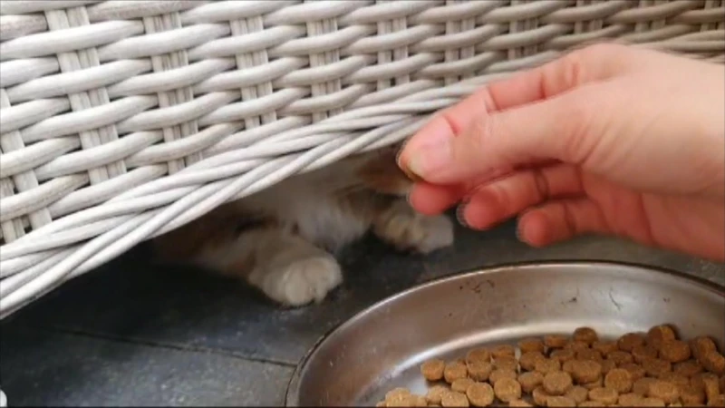 Kat na zes dagen dan toch gered uit boom