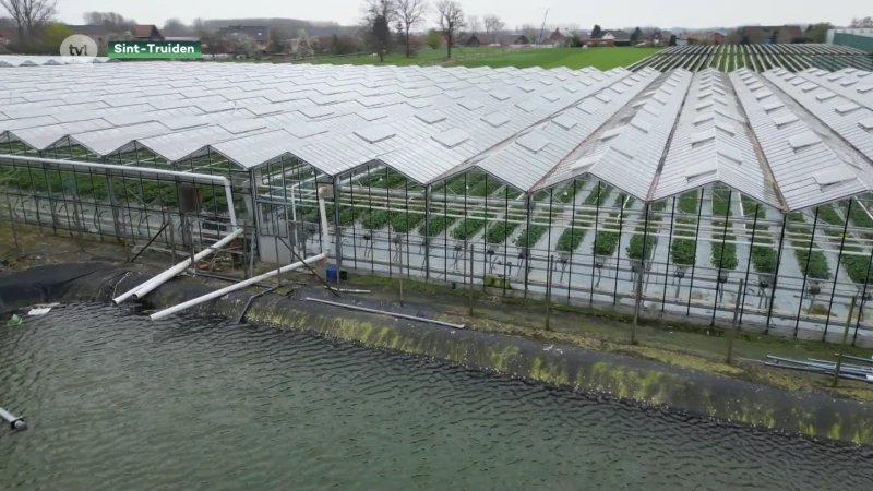 Truiense aardbeienteler vangt 20 miljoen liter regenwater op om zich te wapenen tegen droogte