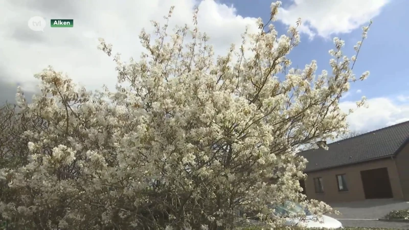 Lente zet Limburger aan het verticuteren