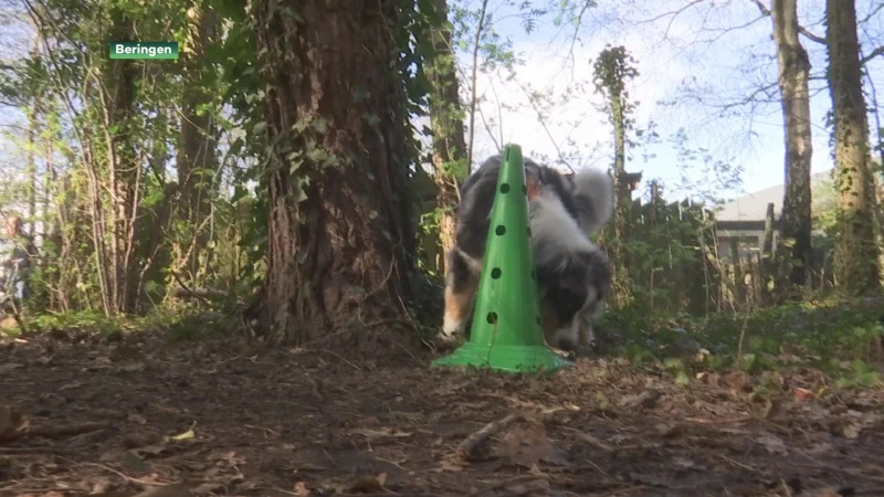 Honden rapen speciale paaseieren in Koersel