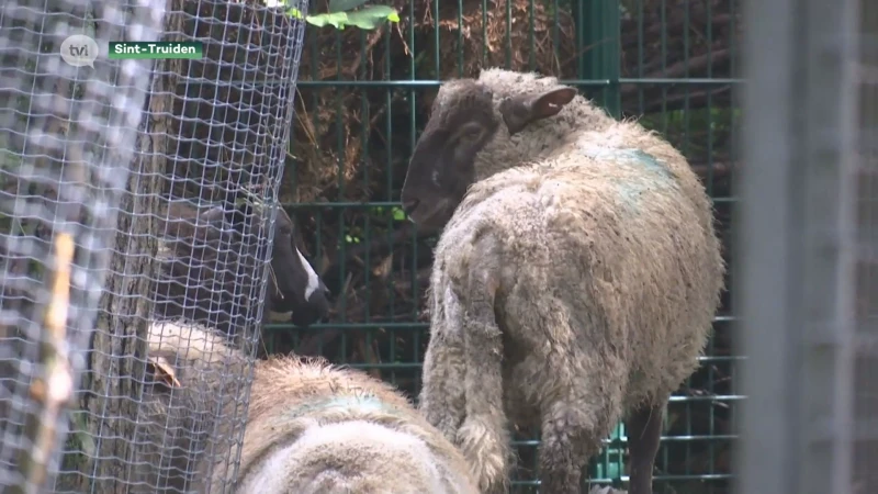 Truiense boer mag nooit nog dieren houden na extreme verwaarlozing