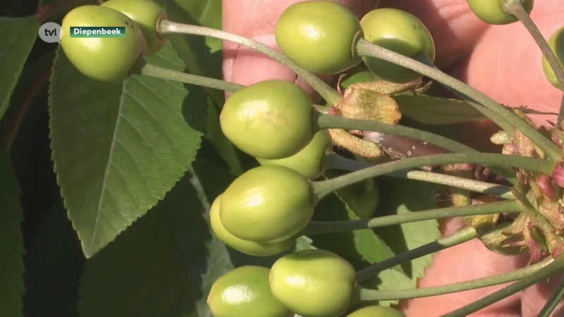 Limburgse fruittelers wachten met bang hart af of bloesems vrieskou overleefden
