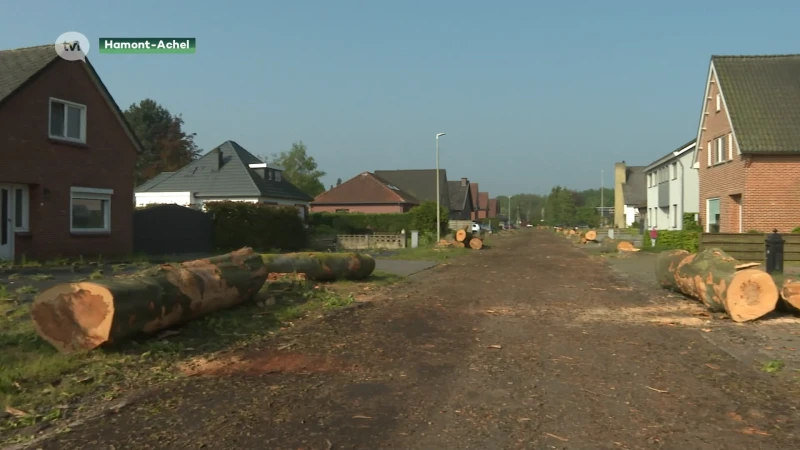 Hamont-Achel wil onderzoek naar bomenkap in broedseizoen