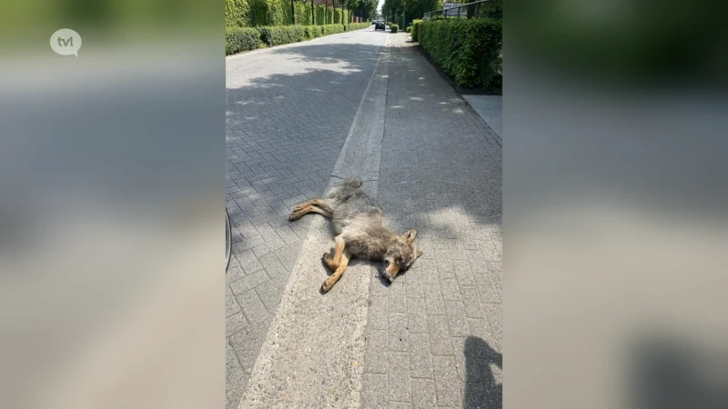 Doodgereden wolf in Zoersel mogelijk jaarling Limburgse roedel