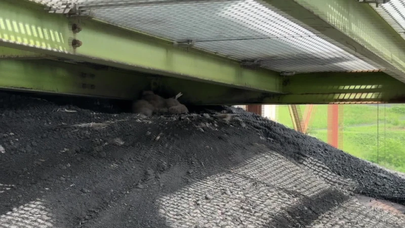 Natuurhulpcentrum redt ondervoede oehoes aan be-MINE in Beringen