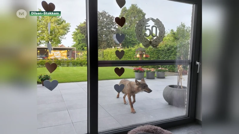 Wolf kijkt kat diep in de ogen
