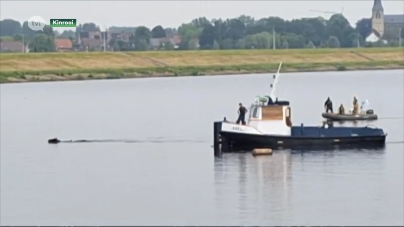 Paard en ruiter in de Maas in Kinrooi