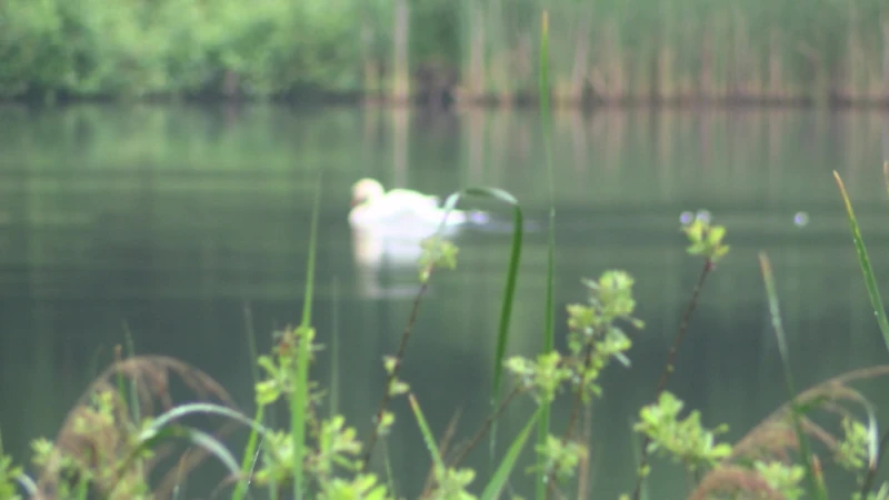 Ook de hommel heeft te kampen met de afnemende biodiversiteit