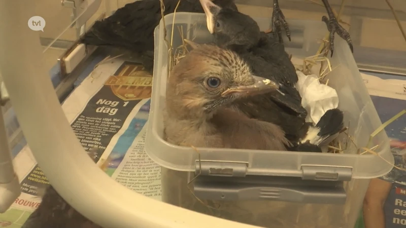 Nooit eerder kreeg het Natuurhulpcentrum zo veel jonge vogels binnen, aanhoudende regen boosdoener