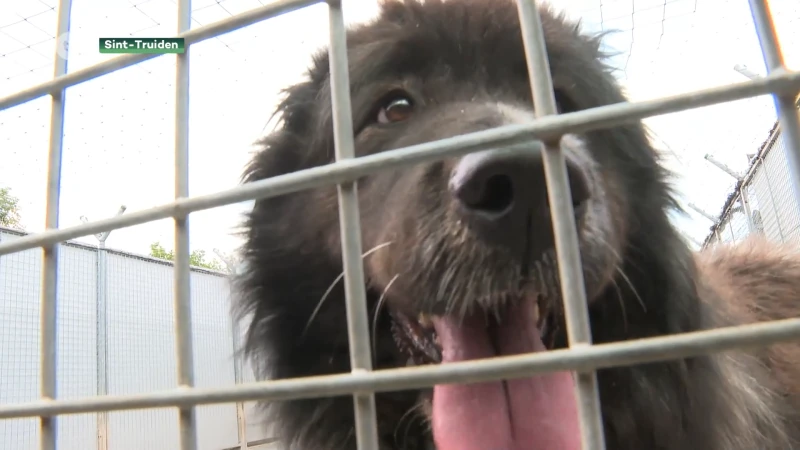 Lommel kiest ervaren Truienaren als nieuwe uitbaters dierenasiel