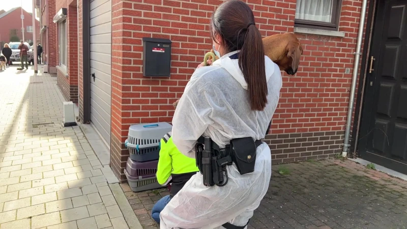 Koppel uit Lanaken bij wie 100 verwaarloosde honden in beslag werden genomen voor de rechter