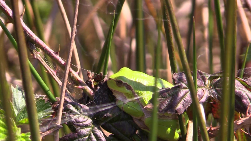 Er zijn opnieuw meer wilde dieren in Limburg