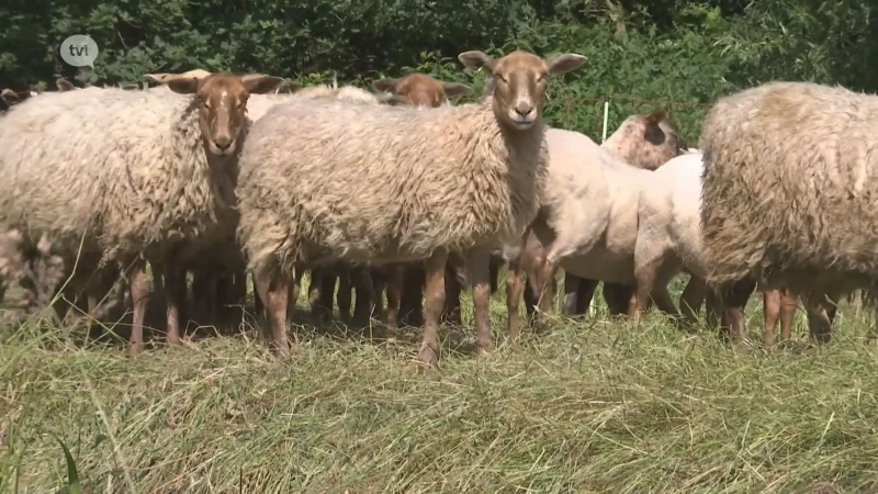 Schapen maken terrein klaar voor muziekfestival Zonhoven Trapt Door