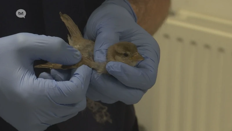 Natuurhulpcentrum overspoeld door raamslachtoffers