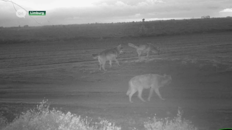 Opnieuw een wolvenkoppel in Limburg