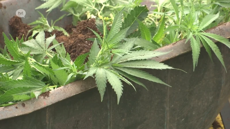 FGP ziet minder drugsplantages en labo's in Limburg: criminelen wijken uit naar Luik en de Kempen