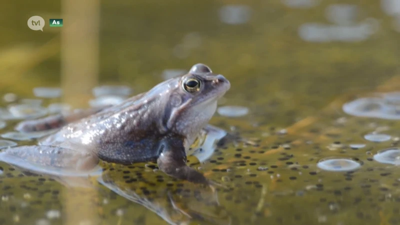 Heikikker doet het bijzonder slecht in Limburg, op sommige plaaten zelfs uitgestorven