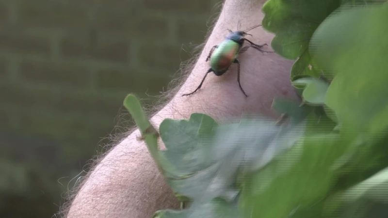 Primeur voor Limburg: grote poppenrover voor het eerst succesvol gekweekt in Europa